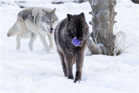 Adopt a wolf. Things To Know About Adopt a wolf. 
